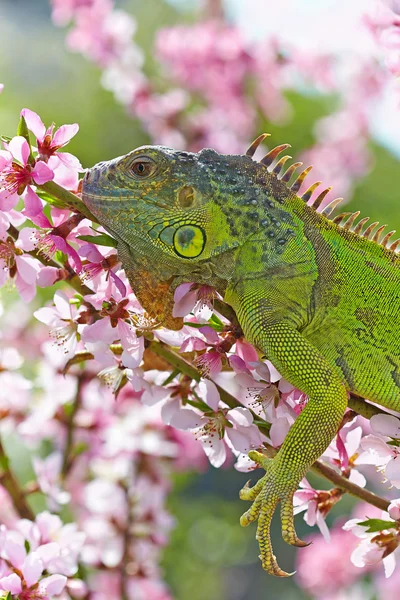 Iguana a piedi sul pesco in fiore — Foto Stock