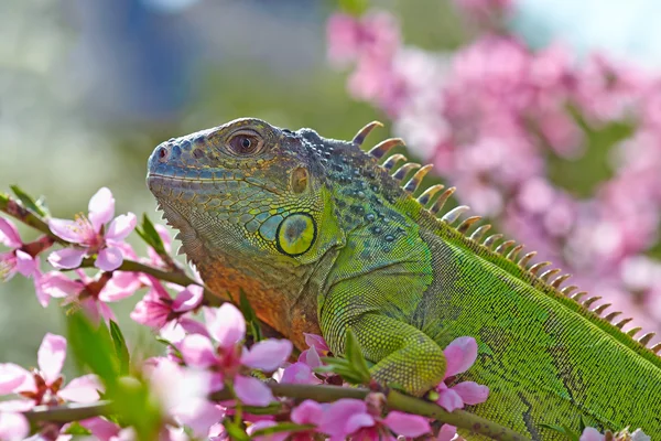 Iguana a pie en el melocotonero floreciente —  Fotos de Stock