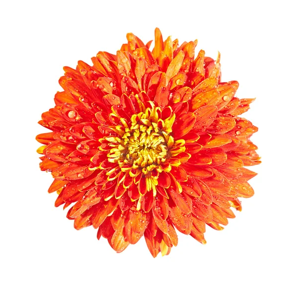 Crisantemo rosso isolato su fondo bianco — Foto Stock