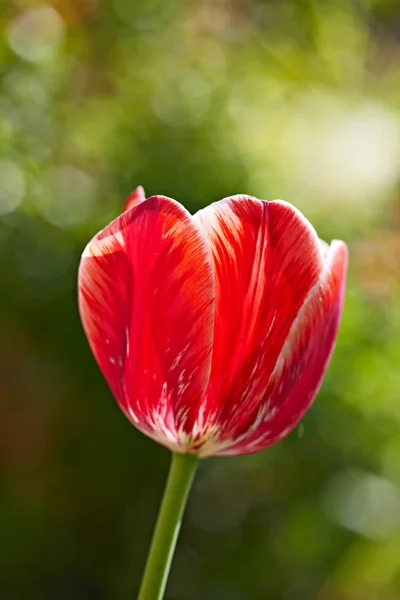 Tulipán rojo sobre fondo verde abstracto. Enfoque suave, retroiluminación , —  Fotos de Stock