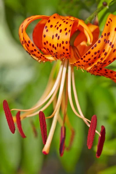 Tiger Lily on an abstract green background — Stock Photo, Image