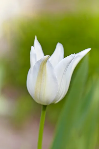 Tulipa branca em um fundo abstrato verde. Foco suave, retrocesso — Fotografia de Stock