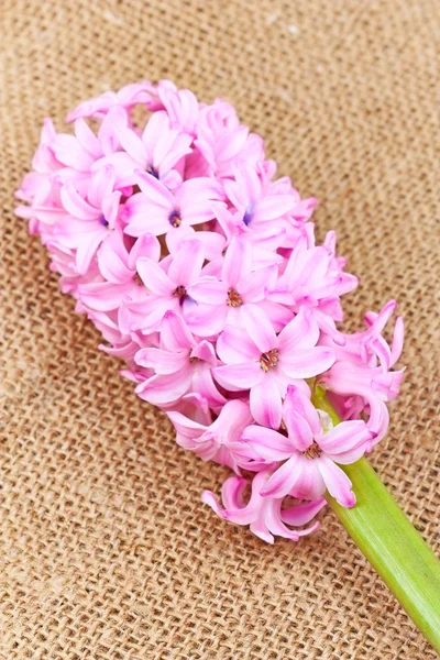 Pink hyacinth on the background of the old canvas — Stock Photo, Image