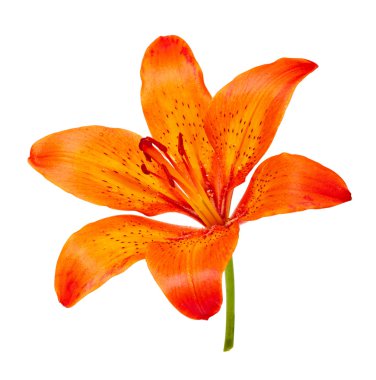 Tiger lily beyaz zemin üzerine izole