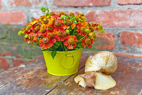 Bouquet of red flowers (Helenium) and giant snail (Achatina Reti — Stock Photo, Image