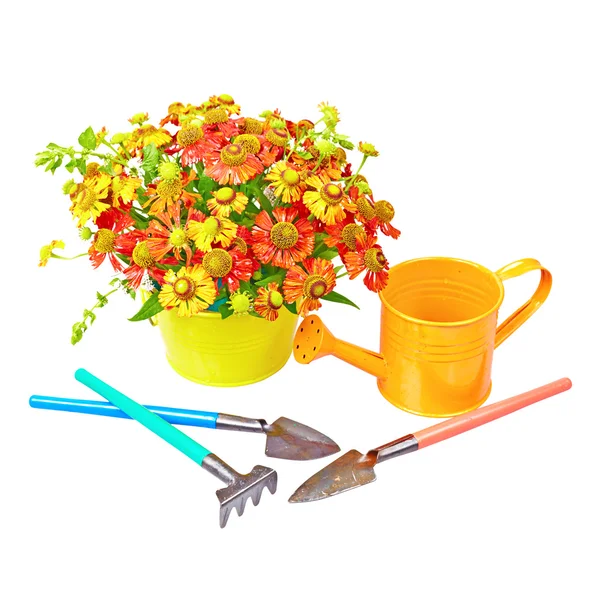 Buquê de flores vermelhas (Helênio), ferramentas de jardim e regador — Fotografia de Stock