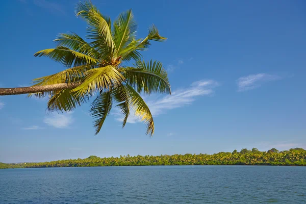 Tropikalny krajobraz z palmą. RA, chapora rzeki — Zdjęcie stockowe