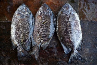 taze balık Balık pazarı sayaç. siolim, goa, Hindistan.