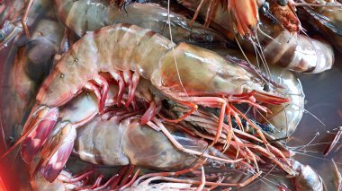 taze karides Balık pazarı sayaç. siolim, goa, Hindistan.