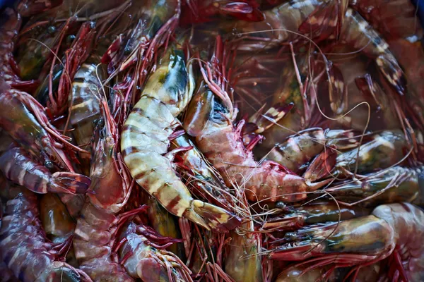 Camarão fresco no balcão do mercado de peixe. Siolim, Goa, Índia . — Fotografia de Stock