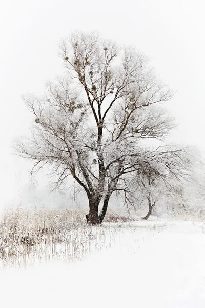 Winter snowy landscape with trees — Stock Photo, Image