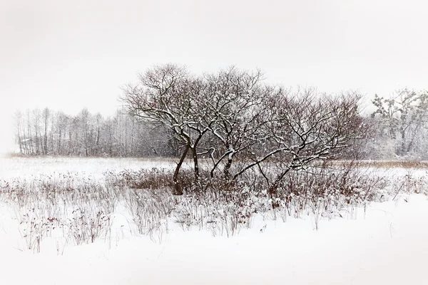 Inverno paisagem nevada com árvores — Fotografia de Stock