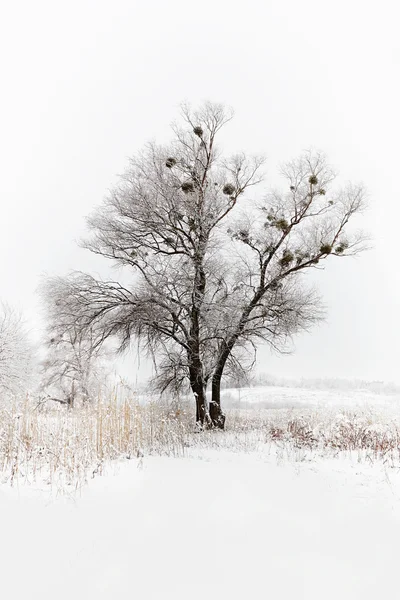 Invierno paisaje nevado con árboles — Foto de Stock