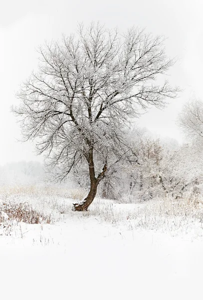 Inverno paisagem nevada com árvores — Fotografia de Stock