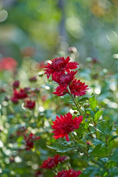 Chrysanthemums on a green abstract background. Soft focus, back — Stock Photo, Image