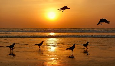 günbatımı üzerinde Kuş Silhouettes. Goa, Hindistan.