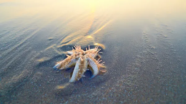 Zeester op het strand, in het zand begraven. zonsondergang, achtergrondverlichting. — Stockfoto