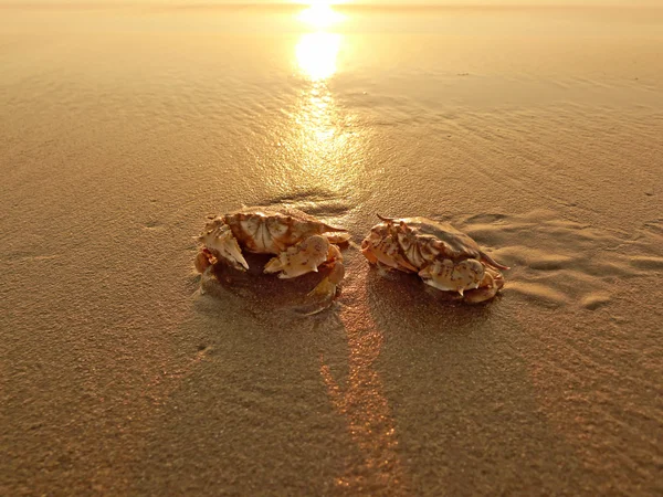 Deux crabes dans le sable mouillé au coucher du soleil — Photo