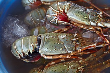 Balık pazarı vitrinde bir kase taze ıstakoz. Goa, si
