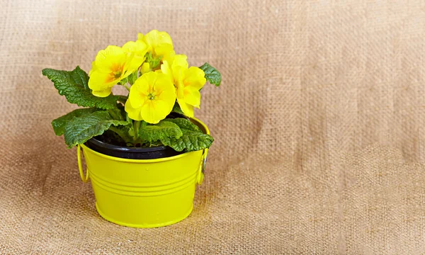 Primula in an iron bucket on the canvas background. Right place — Stock Photo, Image