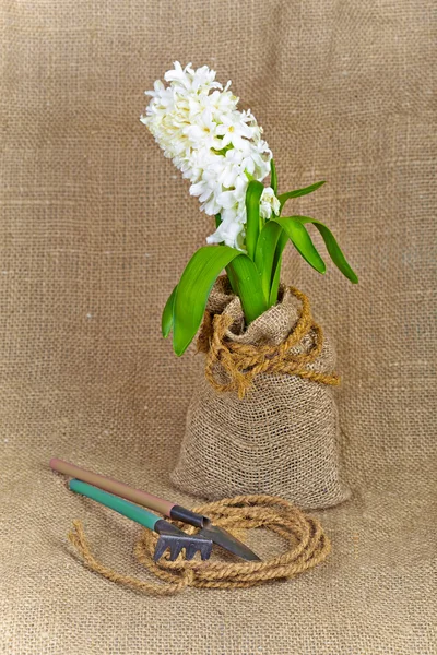 Hyazinthe und Gartengeräte auf einem Leinwandhintergrund. immer noch rustikal. — Stockfoto