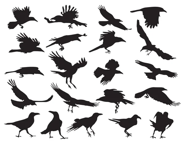 Moving silhouettes of crows on a white background. Set of vector — Stock Vector