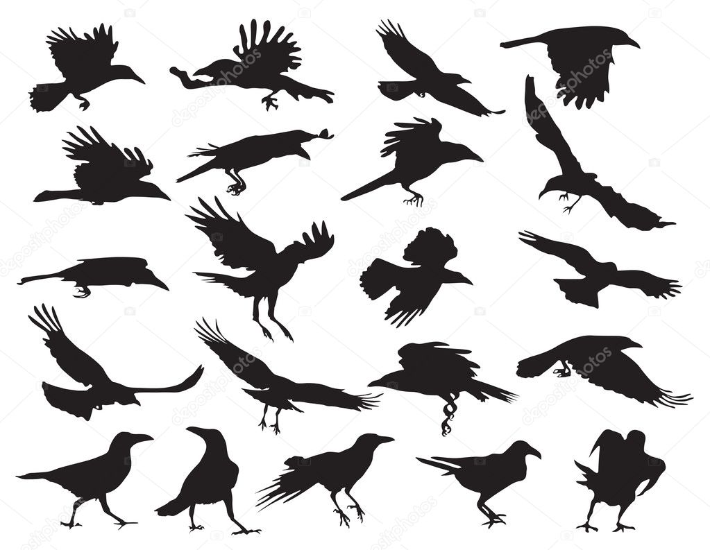 Moving silhouettes of crows on a white background. Set of vector