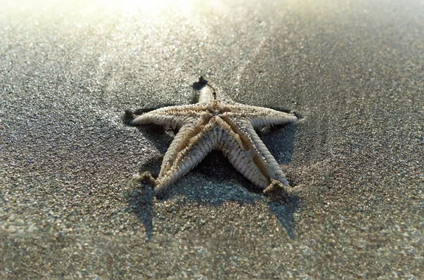 Zeester op het strand, in het zand begraven — Stockfoto