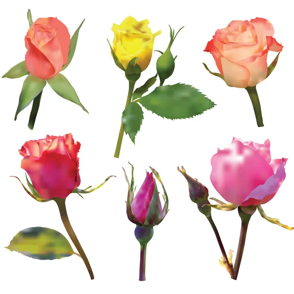 Set di rose multicolori isolate su sfondo bianco. Maglia. Ep — Vettoriale Stock