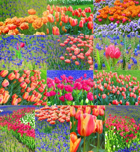 Tulips background. A set of horizontal and vertical photos. — Stock Photo, Image