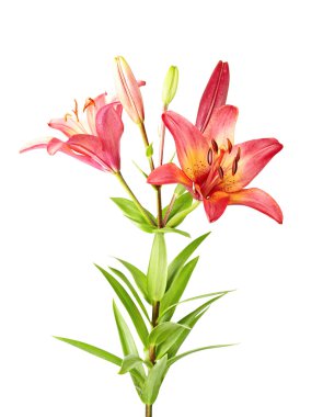 Beyaz arka plan üzerinde izole mor lily