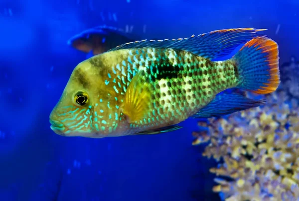 Ein Andinoacara Rivulatus Ein Grüner Terrorfisch Schwimmt Aquarium — Stockfoto