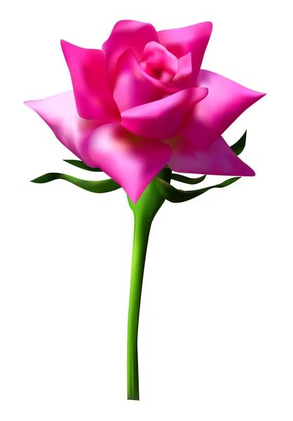 Rosa rosa elegante — Vector de stock