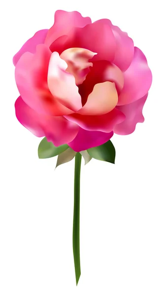 Elegante rosa Rose — Stockvektor