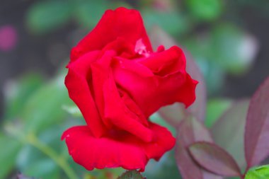 Kırmızı gül