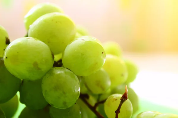 Green grape — Stock Photo, Image