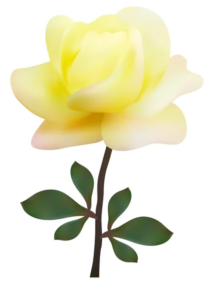 黄色いバラ — ストックベクタ