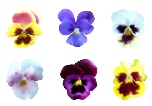 Pansy flowers set — Stock Vector