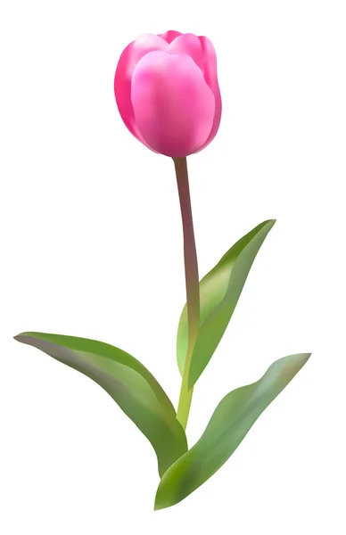 Roze tulp — Stockvector