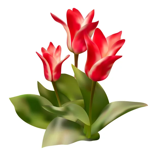 Red tulips — Stock Vector