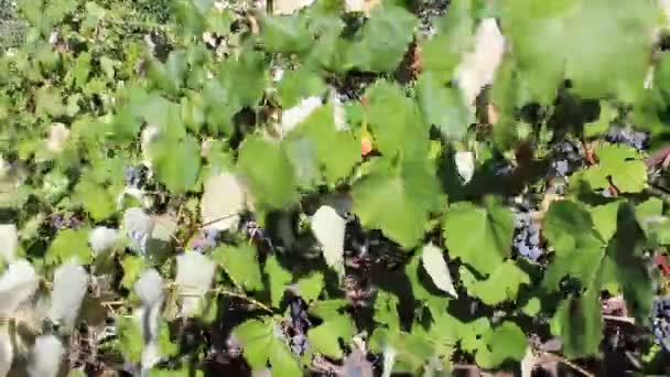 vignoble
