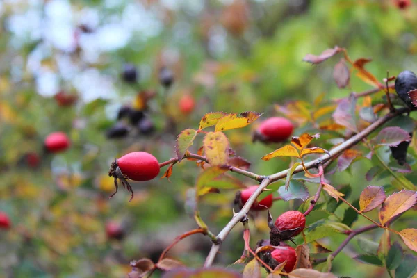 Ripe dog roses fruits — Stock Photo, Image