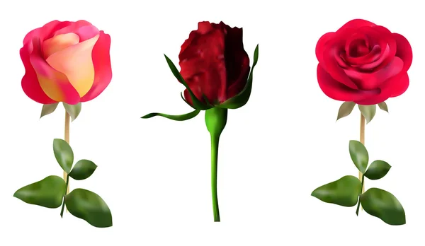 Rosas rojas — Vector de stock