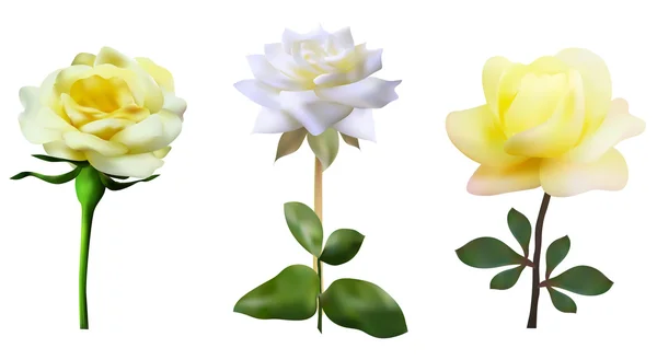 Yelllow και λευκά τριαντάφυλλα — Διανυσματικό Αρχείο