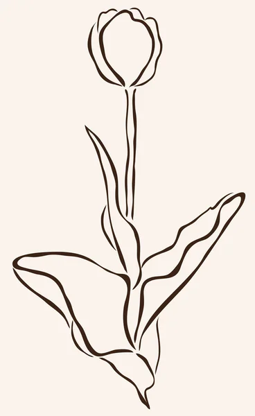 Hand drawn tulip — Stock Vector