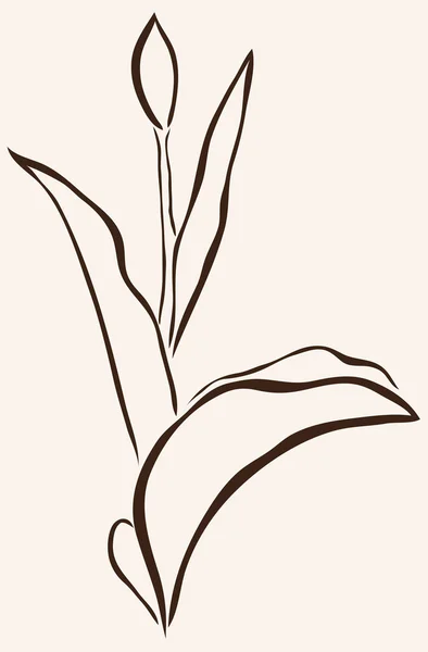 Tulipán dibujado a mano — Vector de stock