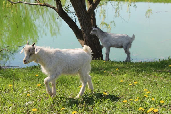 Dos cabras bebé — Foto de Stock
