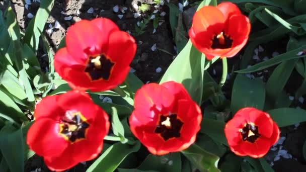 Rote Tulpen — Stockvideo