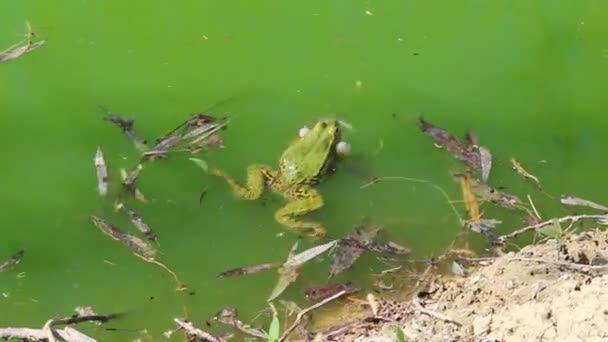 Зелёная лягушка — стоковое видео