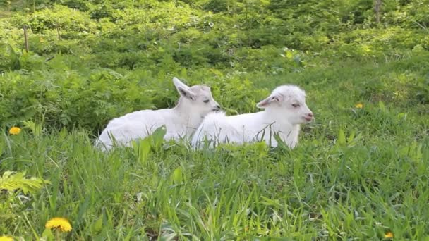 Duas cabras bebés — Vídeo de Stock